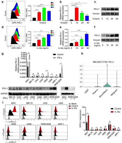 IL-32γ overexpression accelerates streptozotocin (STZ)-induced …