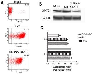 IL-9 Induces CCL11 Expression via STAT3 Signalling in