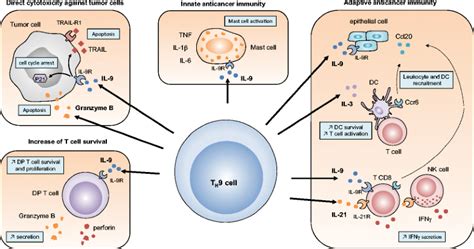 IL-9 and Th9 Cells in Tumor Immunity SpringerLink