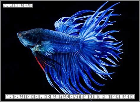 IMAJINASI KEINDAHAN IKAN CUPANG HIAS DALAM …