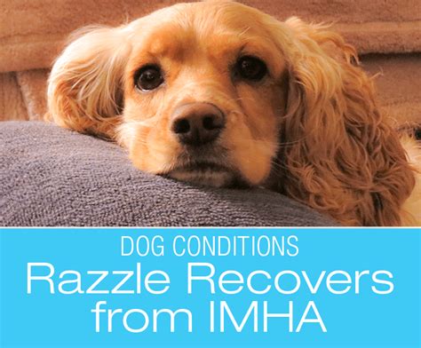 IMHA in Dogs: Razzle