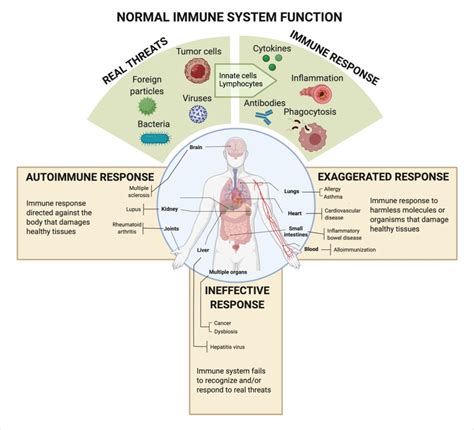 Immune System Function, Conditions & Disorders - muktibox.com