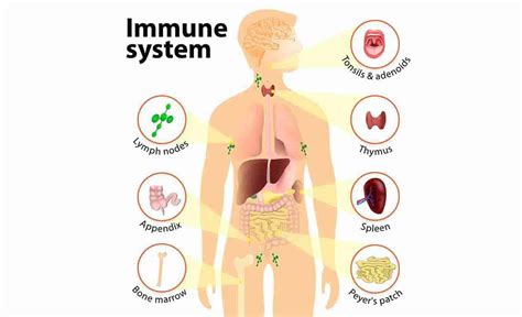 Immune system - muktibox.com