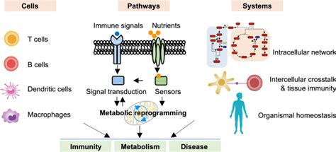Immunometabolism at the intersection of metabolic signaling ... - Nature - muktibox.com