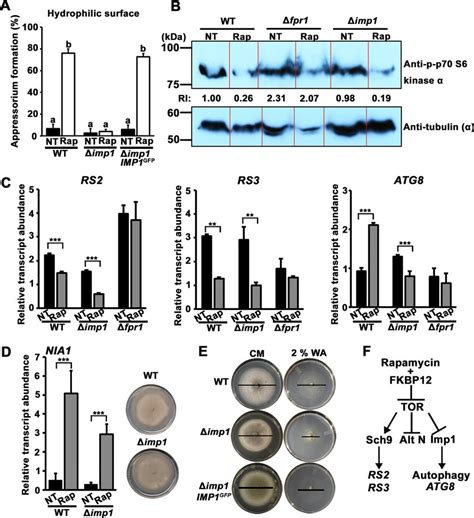IMP1 acts downstream of TOR kinase in the TORautophagy signaling... Download Scientific Diagram