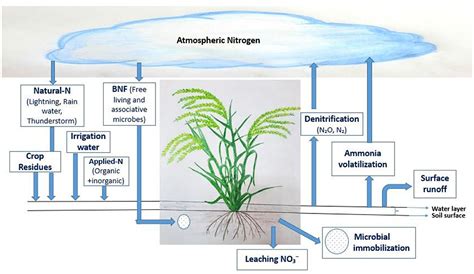 Impact of irrigation management on paddy soil N supply and depth ... - wintechmobiles.com