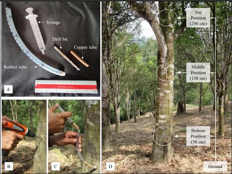 IMPACT of PROPER vs IMPROPER INOCULATION on AGARWOOD … - raincitystudios.com