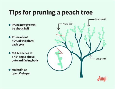 Impact of Root Pruning on Fruit Tree Yield | Live to Plant - raincitystudios.com