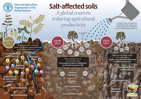 Impact of saline water irrigation on soil degradation and crop ... - raincitystudios.com