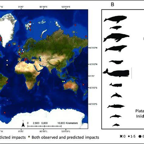 Impacts of climate change on cetacean distribution, habitat and migration - raincitystudios.com
