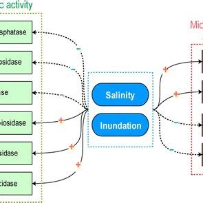 Impacts of increasing salinity and inundation on rates and pathways of ... - wintechmobiles.com