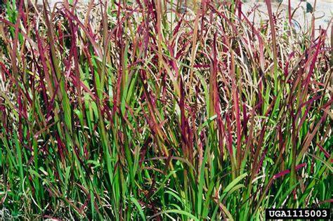 Imperata cylindrica : reproduction, dispersal, and controls - raincitystudios.com