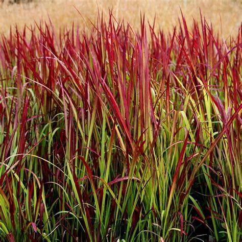 Imperata cylindrica - raincitystudios.com