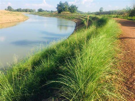 Implementing Vetiver grass-based riverbank protection ... - Springer - raincitystudios.com