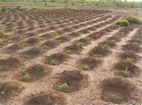 IMPLEMENTING ZAI PLANT PIT SYSTEM IN BURKINA FASO - raincitystudios.com
