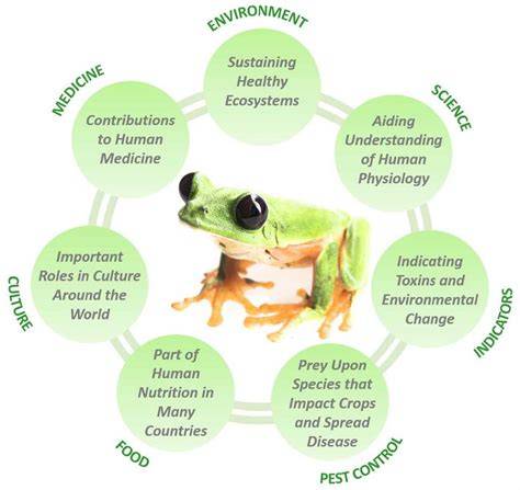 Importance of Frogs in Ecosystems and Conservation Efforts - raincitystudios.com