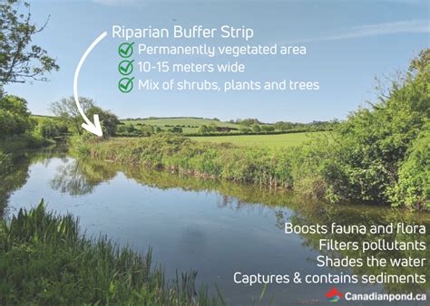 Importance of Riparian Buffers in Landscaping | Live to Plant - raincitystudios.com