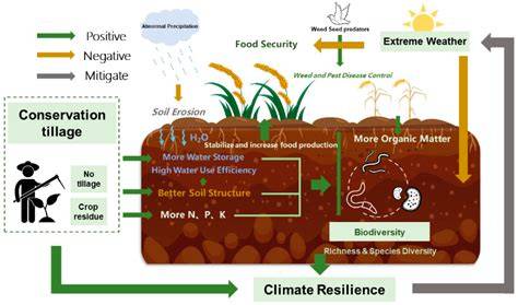 Importance of soil moisture conservation in mitigating climate change - raincitystudios.com