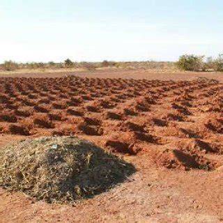 Improved planting pits ( zai) | Download Scientific Diagram - raincitystudios.com