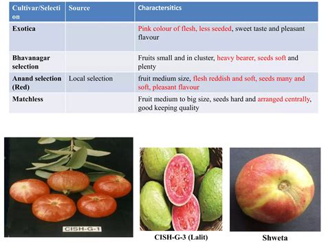 IMPROVEMENT OF GUAVA THROUGH BREEDING - ishs - raincitystudios.com