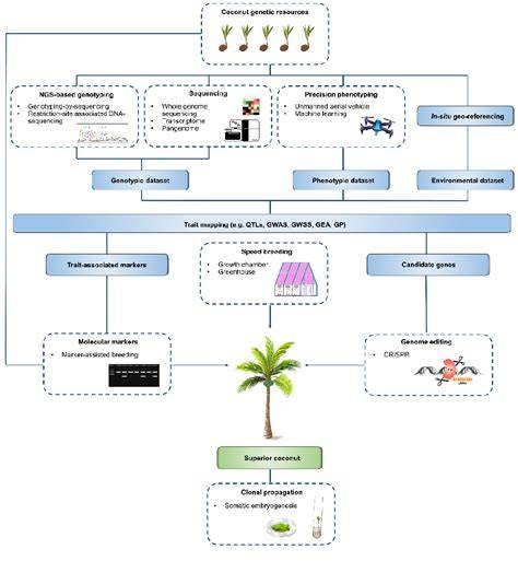 Improving Coconut Using Modern Breeding … - raincitystudios.com