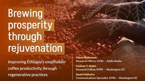 Improving Coffee Productivity in Ethiopia - ResearchGate - raincitystudios.com