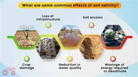 Improving Soil Productivity Amidst Salinity Challenges - raincitystudios.com