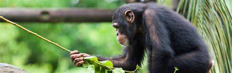 Improving the wellbeing and conservation value of captive great apes - raincitystudios.com