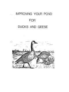Improving Your Pond for Ducks and Geese - USDA - raincitystudios.com
