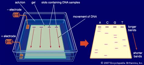 In gel electrophoresis of DNA, toward which electrode do the DNA ... - wintechmobiles.com