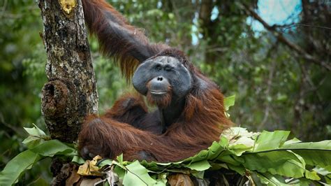 In Indonesian Borneo, A Hopeful Future for Orangutans - raincitystudios.com
