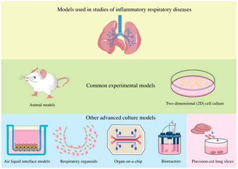 In vitro biomimetic models for respiratory diseases: progress in lung ... - raincitystudios.com