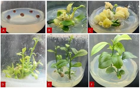 In vitro micropropagation of Citrus aurantifolia (lime) - JSTOR - raincitystudios.com