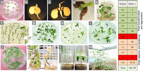 In vitro plant regeneration from different explants of Cardiospermum ... - muktibox.com