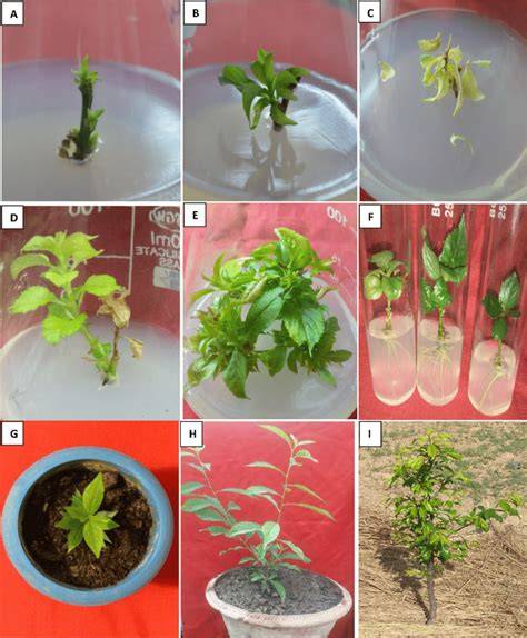 In vitro propagation of citrus aurantiifolia cv. Sai Sharbati. - raincitystudios.com
