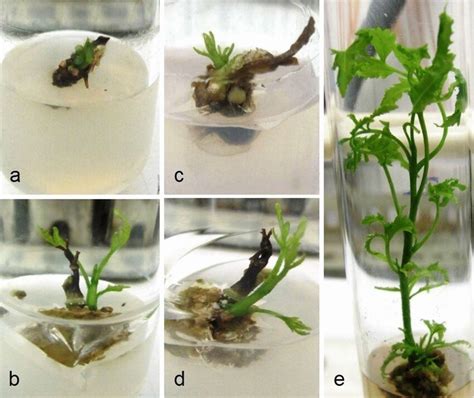 IN VITRO SHOOT PROLIFERATION OF IRONWOOD … - raincitystudios.com