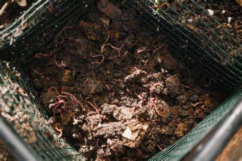 In-Bed Vermicomposting: FAQ - Growing In The Garden - raincitystudios.com