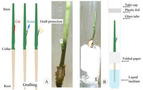 In-vitro grafting – Current applications and future prospects - raincitystudios.com