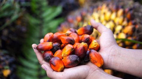 INCENTIVES FOR SUSTAINABLE PRODUCTION IN PALM OIL … - raincitystudios.com