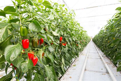 Increase Greenhouse Peppers Yield Using Drip … - raincitystudios.com
