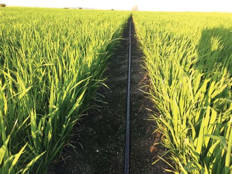 Increase Rice Yield Using Drip Irrigation | Netafim - wintechmobiles.com