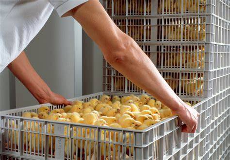 Incubation, hatchery practice and the welfare of layer hens - raincitystudios.com