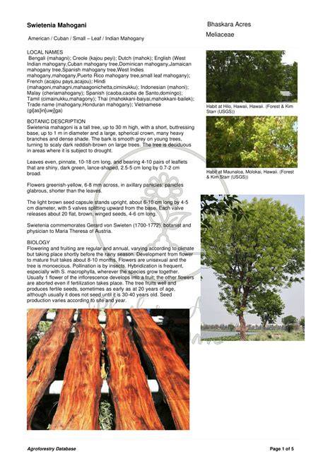 Indian American Cuban Mahogany (Swietenia Mahogani) - raincitystudios.com