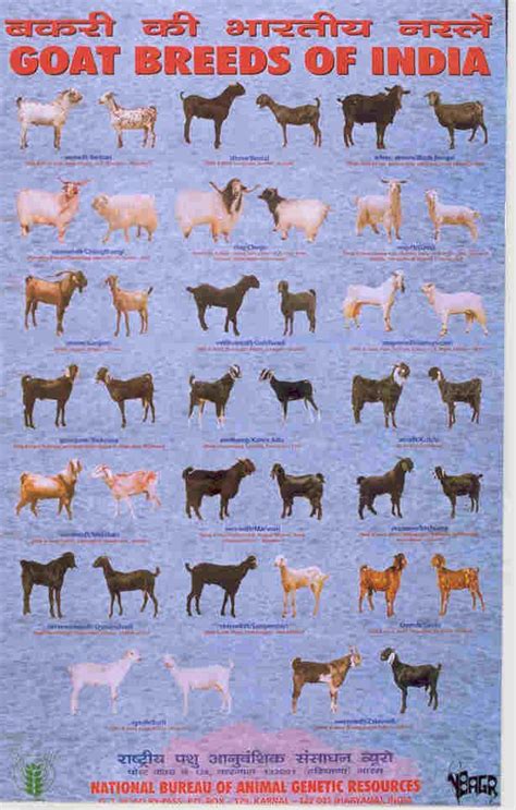 Indian goat breeds and their unique characteristics - raincitystudios.com