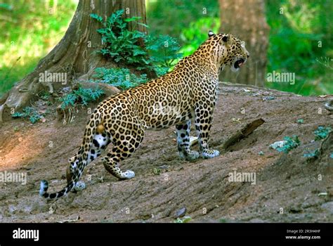 Indian leopard - muktibox.com