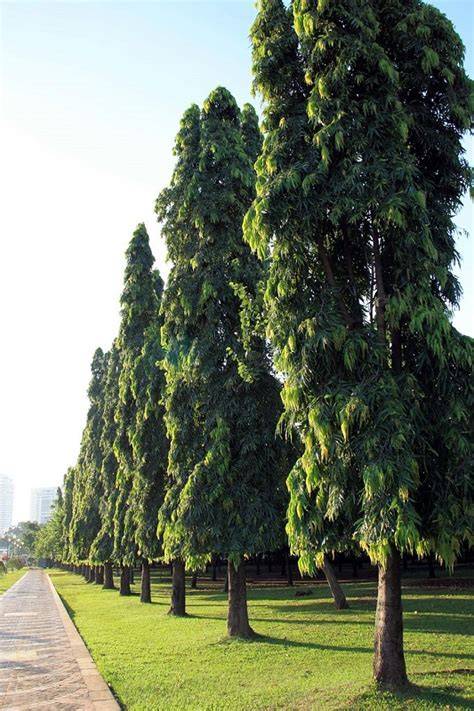 Indian Mast tree 'Polyalthia longifolia' or Asoka - Nurseries Online - raincitystudios.com