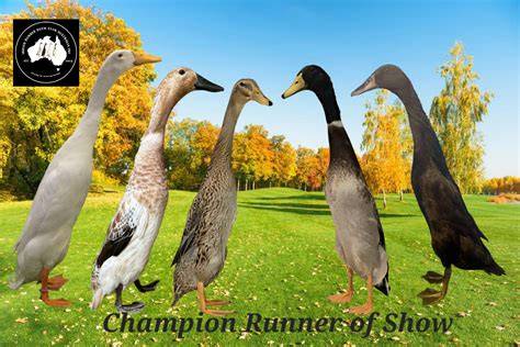 Indian Runner duck - raincitystudios.com