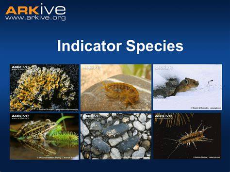 Indicator Species Explained: 5 Indicator Species … - raincitystudios.com
