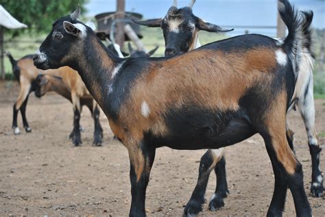 Indigenous Goat Breeds - raincitystudios.com