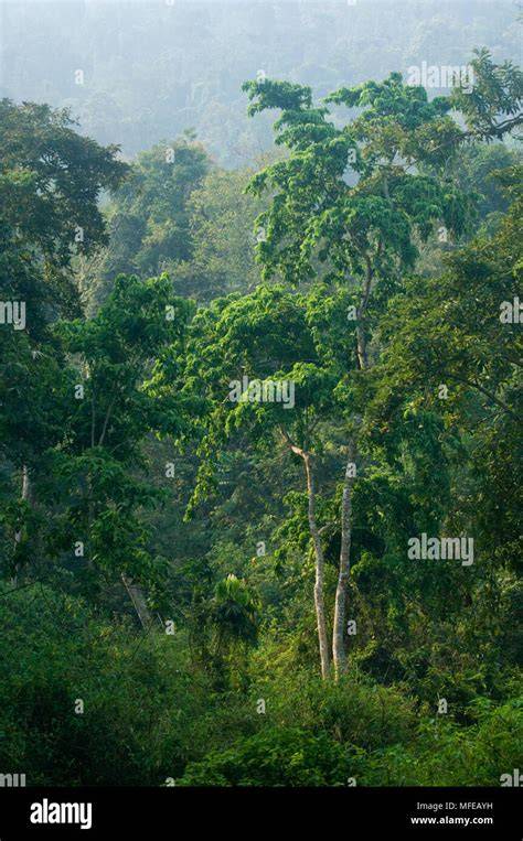 INDO-MALAYAN Tropical & Subtropical Dry (Deciduous/Monsoon) Forest - raincitystudios.com